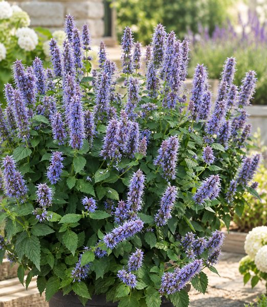 Agastache ‘Blue Fortune’